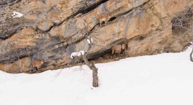 Munzur Dağlarında yaban keçileri görüntülendi
