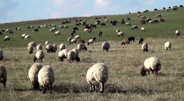 Muşta sıcak hava besicilerin yüzünü güldürüyor