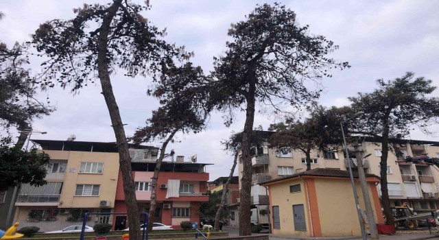 Nazilli Belediyesi, kuruduğu için tehlike saçan ağaçların kesti