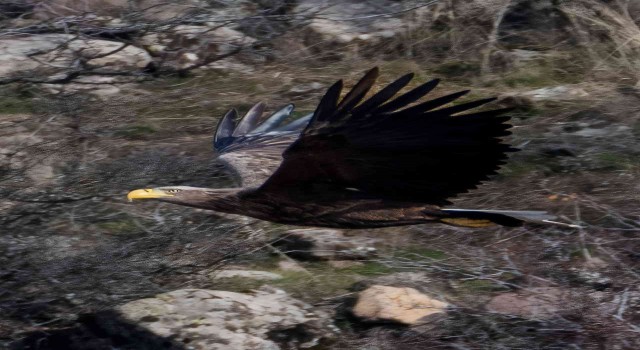 Nesli tükenmekte olan kartal Boluda fotoğraflandı