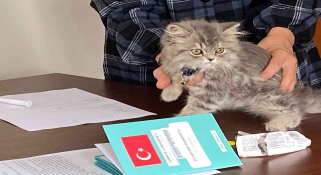 Nevşehirde 3 bin 200 evcil hayvan çiplendi