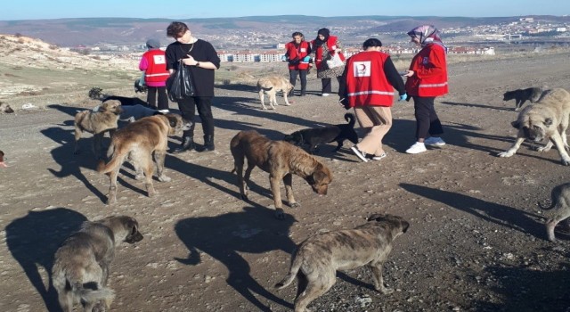 Öğrenciler sokak hayvanlarına yiyecek dağıttı