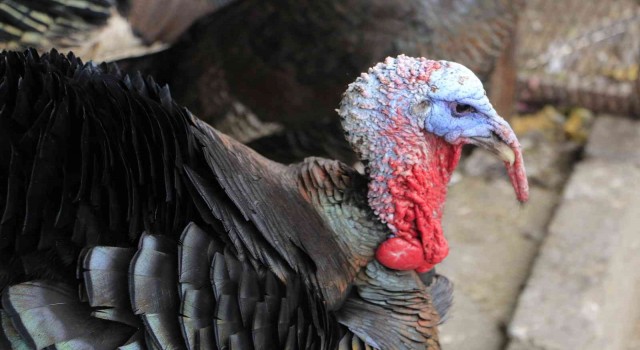 Organik köy hindileri pazarda yerini aldı