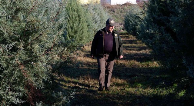 Ormancılar, yılbaşı öncesi çam ağacı kesimine karşı nöbette