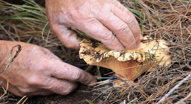 Ormanın bereketi Kanlıca mantarı