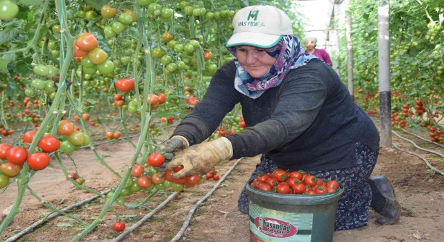 Örtü altı domateste ikinci hasat başladı