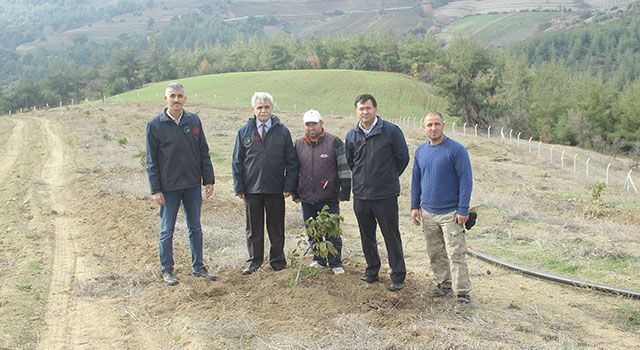 Osmaniye’de ceviz bahçeleri genişletiliyor