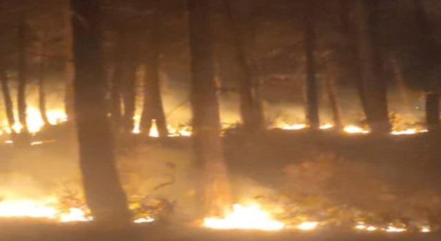 Osmaniyede orman yangını