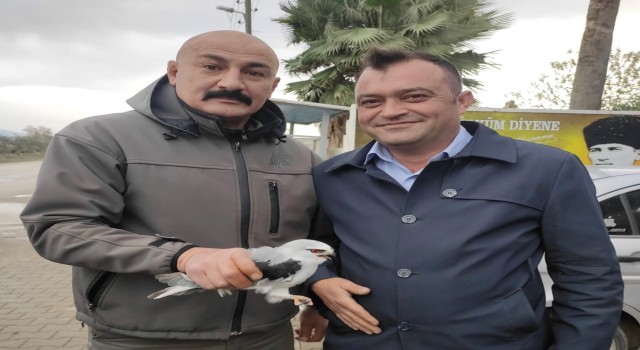 Osmaniyede yaralı bulunan kızıl şahin ve ak çaylak tedaviye alındı