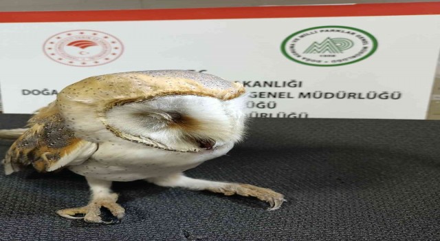 Otomobil çarpması sonucu ağır yaralanan peçeli baykuş tedavi altına alındı