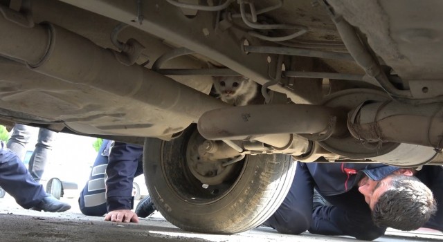 Otomobilin motor kısmına girdi, dönerin kokusunu alınca çıktı