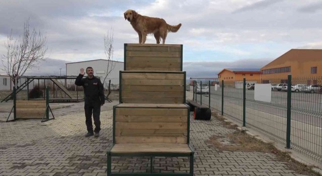 (ÖZEL) Afyonkarahisarın hassas burunları Türkiyenin her yerinde görev yapıyor