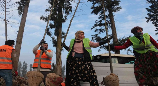 (Özel) Balıkesirde üretilen 11,5 milyon fidan dünyayı yeşillendiriyor