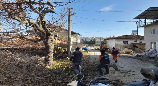 Pazarlarda ağaç budama çalışmaları