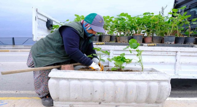 Rengârenk sardunyalar Ayvalıkı süslüyor