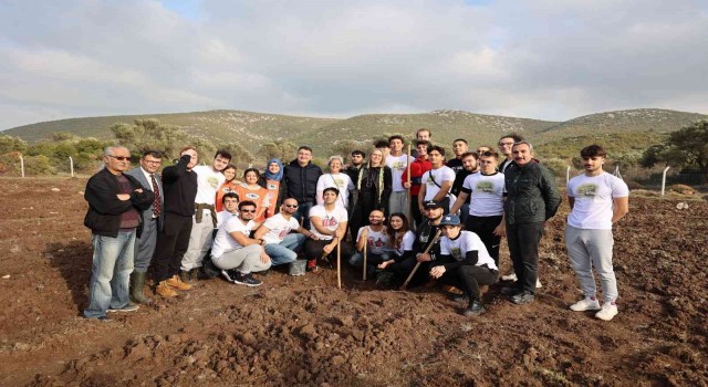 Sakız ağaçları Urlada yeniden can buluyor