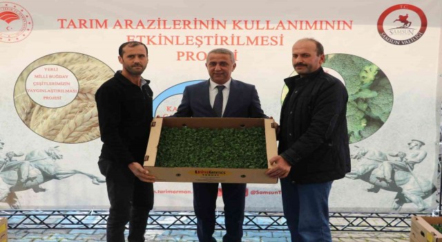 Samsunda 6 bin 783 dekar alanda 8 bin 240 ton marul üretiliyor