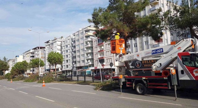 Samsunda ağaçlara kış bakımı
