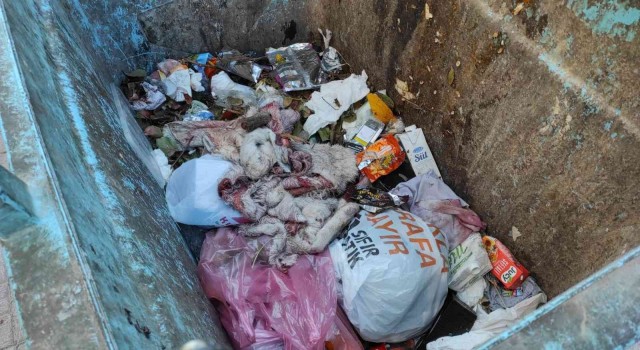 Şanlıurfada çöpten eşek ayakları ve derisi çıktı