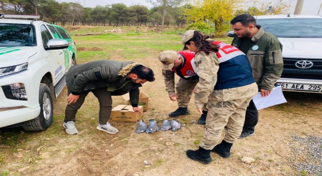 Şanlıurfada kaçak avlanan yarım ton balık ele geçirildi