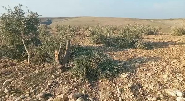 Şanlıurfada yüzlerce zeytin ağacı kimliği belirsiz kişilerce kesildi