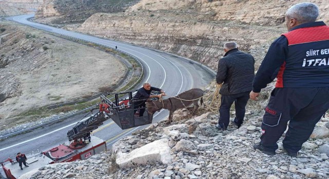 Siirtte 5 gündür kayalıklarda mahsur kalan eşek itfaiye ekiplerince kurtarıldı