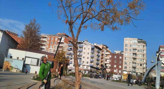Siirtte ağaç budama çalışmaları başladı