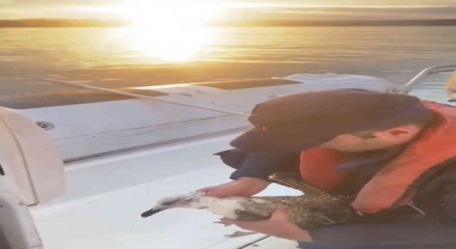 Şilede martıya hayat kurtaran müdahale