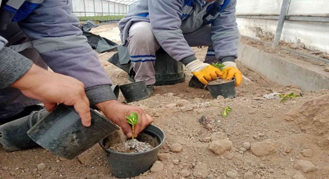 Sincanda bitkiler budanıyor, seralarda çelik alma ile üretim yapılıyor
