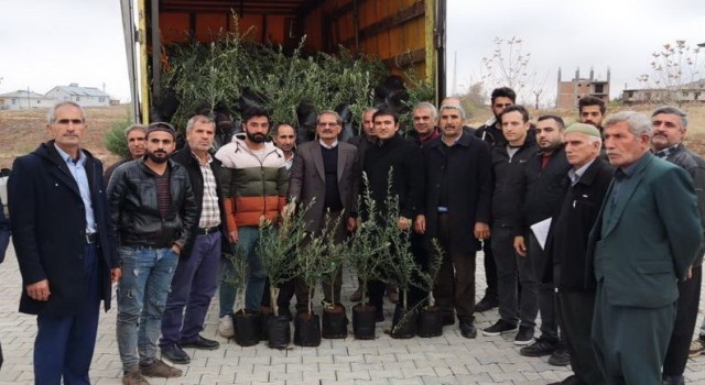 Sincikte çiftçilere zeytin fidanı dağıtıldı