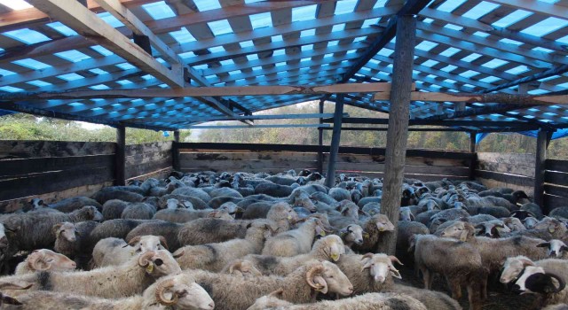 Sinopta bir gecede 50 koyunu araca yükleyip çaldılar