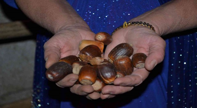 Şırnaklı besiciler, hayvanlarına ziyafet çekmek için 100 ton meşe palamudu topladı