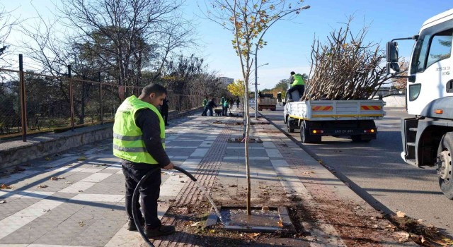 Siverekte ağaçlandırma çalışması