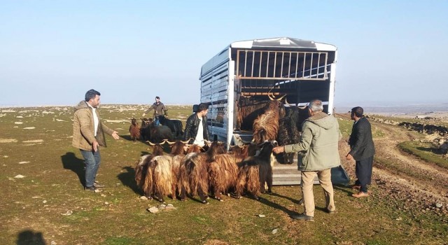 Siverekte çalınan hayvanlar Diyarbakırda bulundu