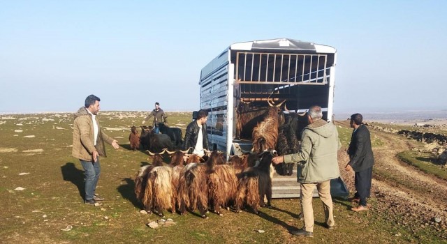 Siverekte hayvan hırsızları jandarmadan kaçamadı