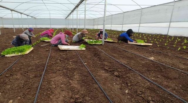 Siverekte kadın istihdamına yönelik kurulan projede ilk sebzeler ekildi