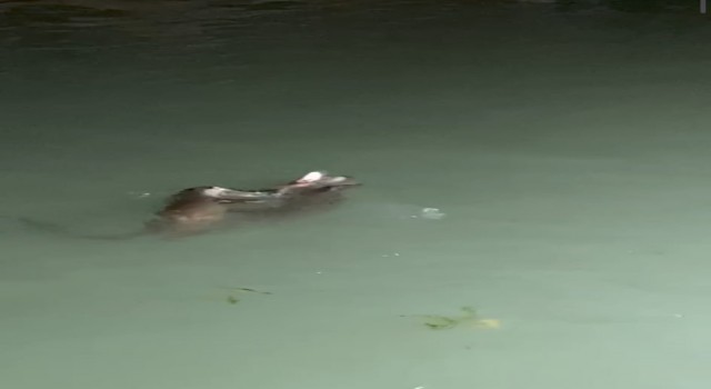 Su samurlarının balık kavgası kameraya yansıdı