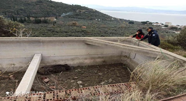 Sulama havuzuna düşen hayvan kurtarıldı