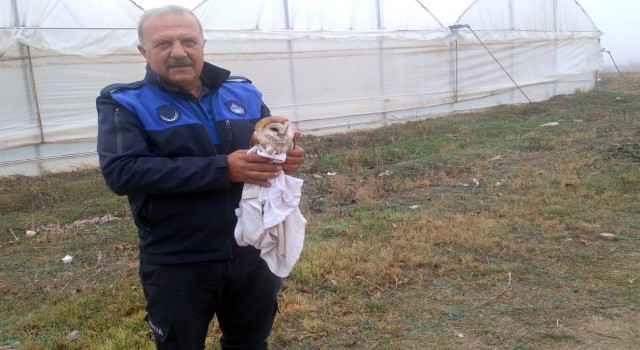 Sulama havuzuna düşen peçeli baykuşu kurtarıldı
