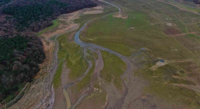 Suların çekildiği Ömerli Barajında artık büyükbaş hayvanlar otlatılıyor