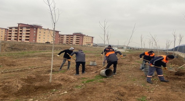 Sungurluda 500 ağaç toprakla buluştu