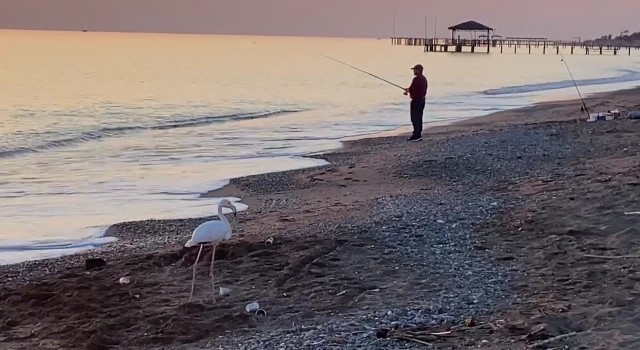 Sürüden ayrılan flamingo sahile indi