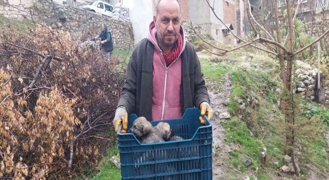 Tarihi hamamda mahsur kalan 5 yavru köpek, belediye ekiplerince kurtarıldı