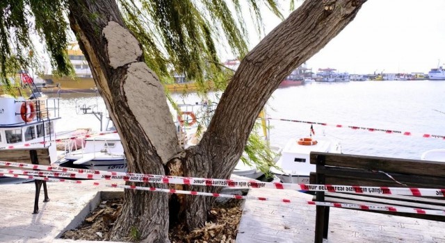 Tarihi söğüt ağacı kaldırılıp yenisi dikilecek