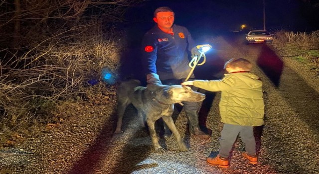 Tasmasını ağaca kaptıran köpek dere kenarında mahsur kaldı