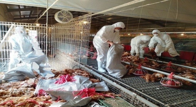 Tayvanda kuş gribi alarmı: 8 bin 599 tavuk itlaf edildi