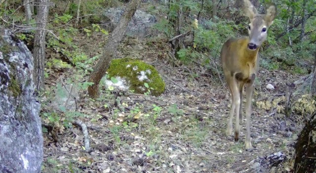 Tokatta vahşi yaşam fotokapana yansıdı