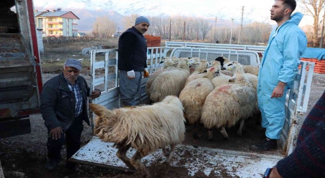 Tuncelide 16 üreticiye 400 koyun dağıtıldı