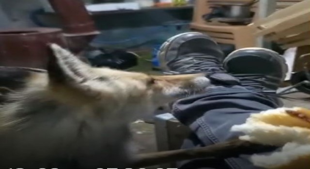 Tuncelide arıcı ile tilkinin sevimli dostluğu