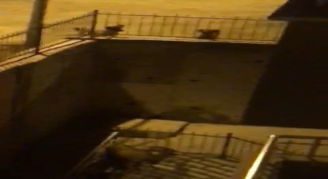 Tuncelide köpeklerden kaçan dağ keçisi bina bahçesine sığındı